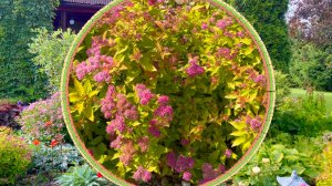 Цветущие кустарники в нашем саду.