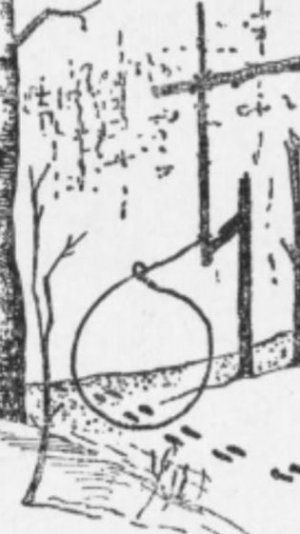 Девушка ставит петли на зайца. Через неделю берет добычу, вот и ужин сегодня будет отменным👍