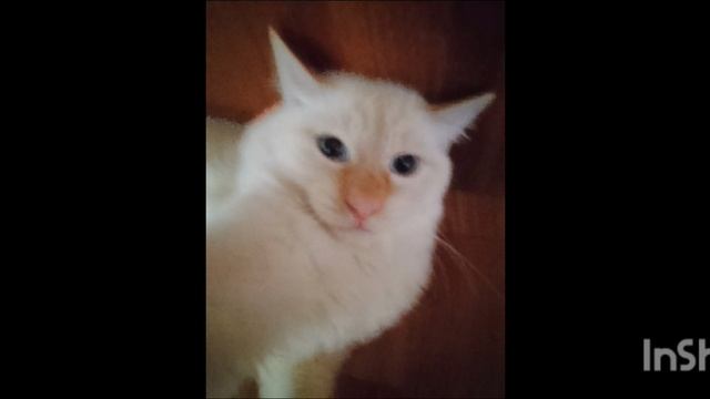 ХВХВХВХВХВХВХ смотреть онлайн