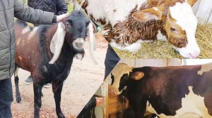 Новости на хозяйстве 😊 Распрощались с Каратом🐐Отелилась Мила🐮🐄