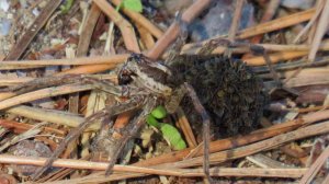 паук  у него на спине целая «толпа пассажиров»