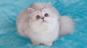 ИНГА БЕЛЛЬ ДОМИНО МЕДЖИК (первая выставка)