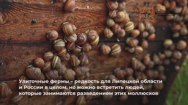 Павел Шабалин, улитки