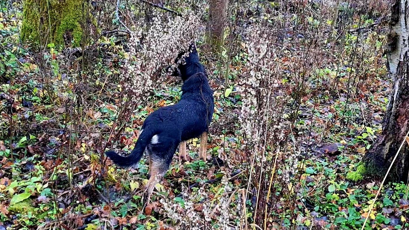 Лесной дебют чёрного грызлика и новая игрушка смотреть онлайн