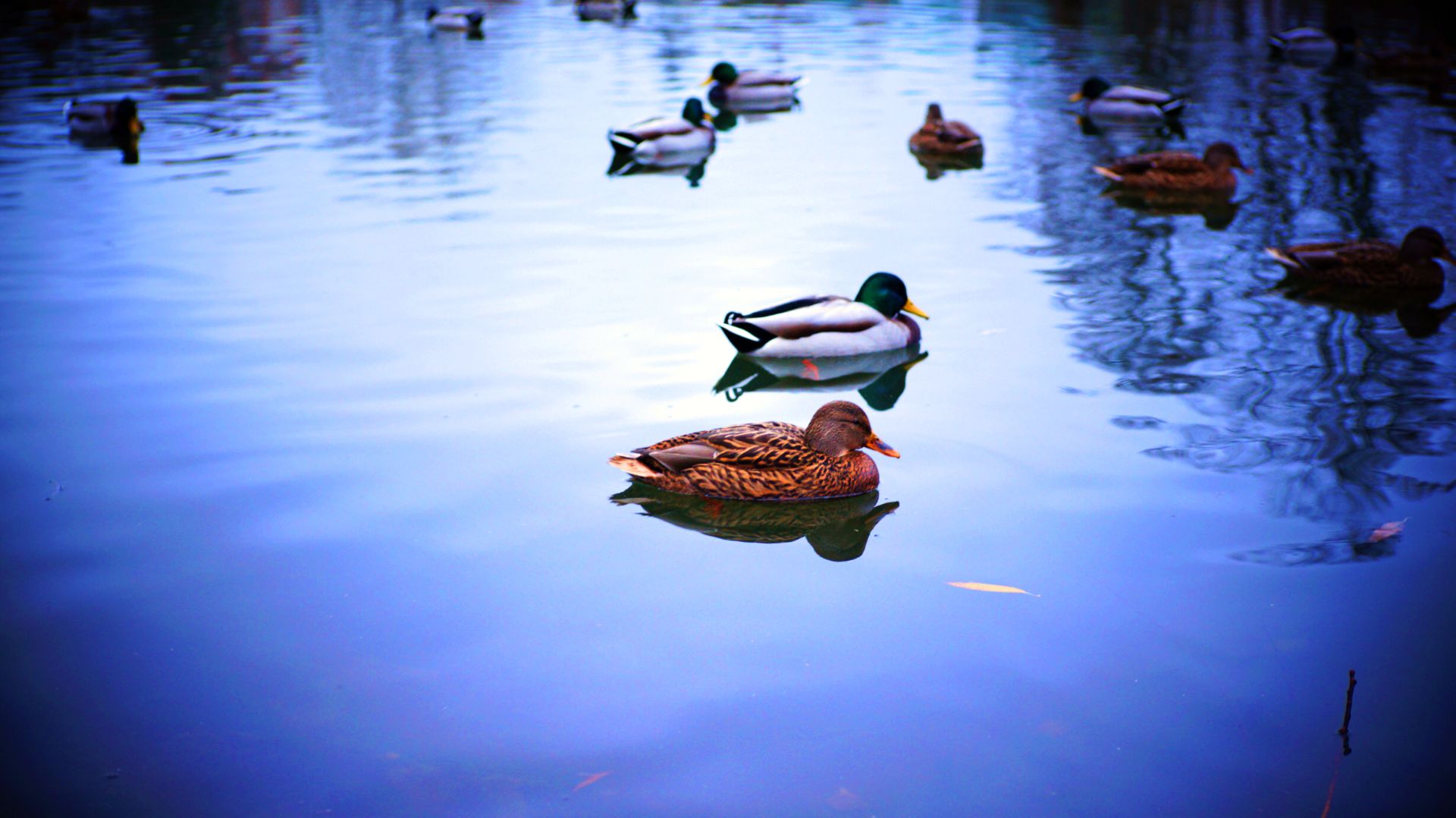УТИНЫЕ БУДНИ НА КАНАЛЕ БУЗУЛУЧКИ ПРОДОЛЖАЮТСЯ) ВСЕМ ХОРОШЕГО ДНЯ! смотреть онлайн