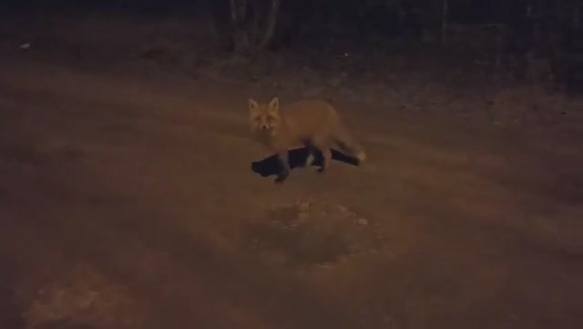 Встреча с лисой.