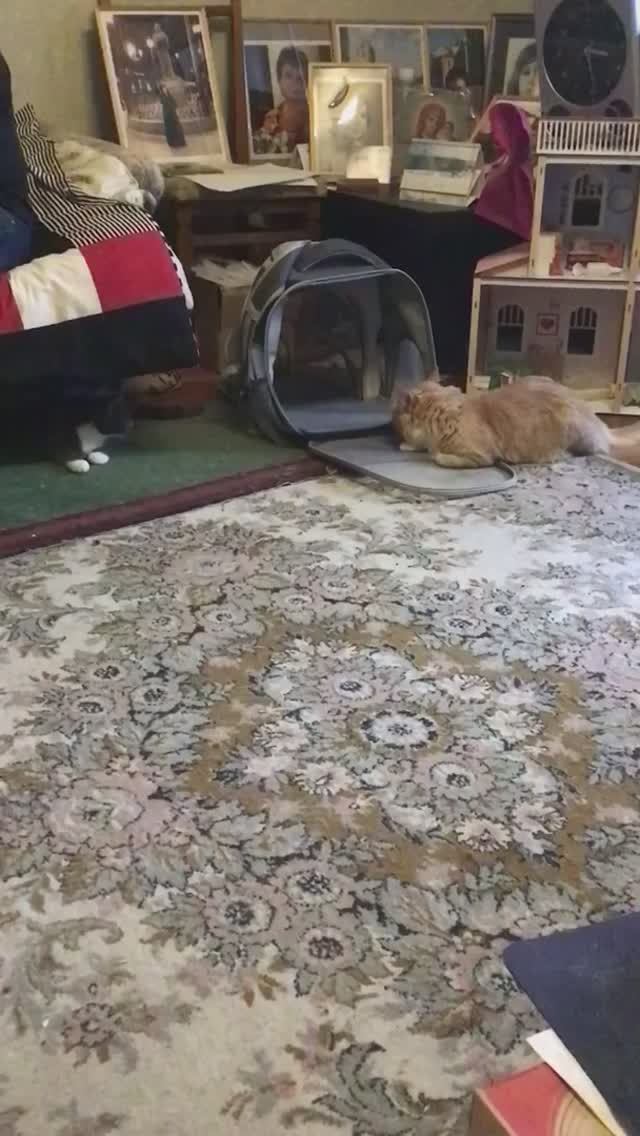 Санкт-Петербург. 13.11.2025. Котенок 🐱 Тортик в гостях у Персика ...