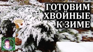 Как подготовить хвойные к зиме  Нужно ли укрывать хвойники на зиму