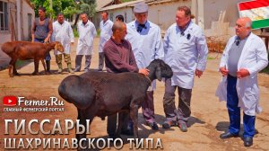 Племенное хозяйство по гиссарской породе овец шахринавского типа. КРС швицкой и чёрно-пёстрой породы