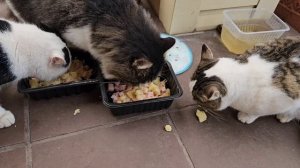 🐱Кототигры успешно прошли курсы зажировки к зиме, бегают колобками!🧡