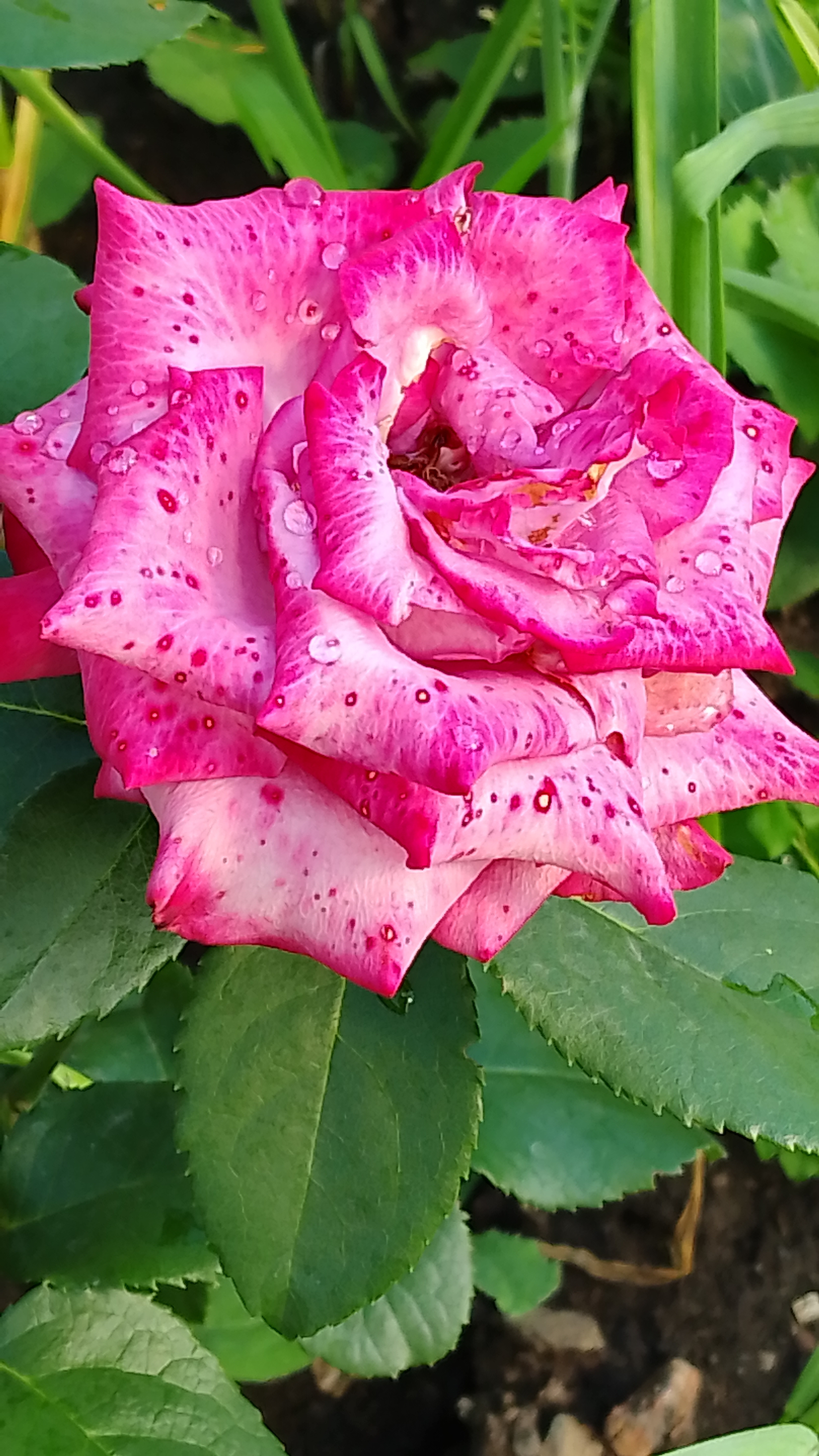 Это было в нашей жизни! Цветущее лето!🌞 смотреть онлайн