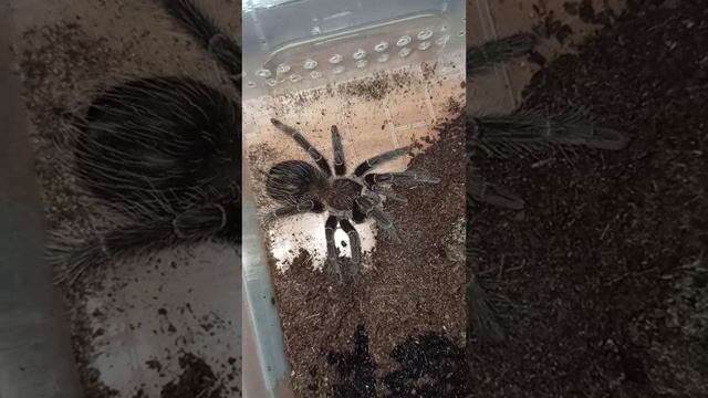 Кормление малышей птицеедов ласиодора парахибана. Продаются! смотреть онлайн