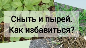 Сорняки. Меры борьбы. Сныть. Пырей