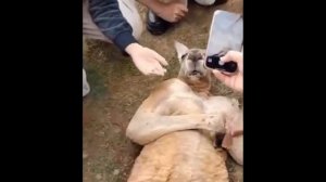 Карликовая игрунка.