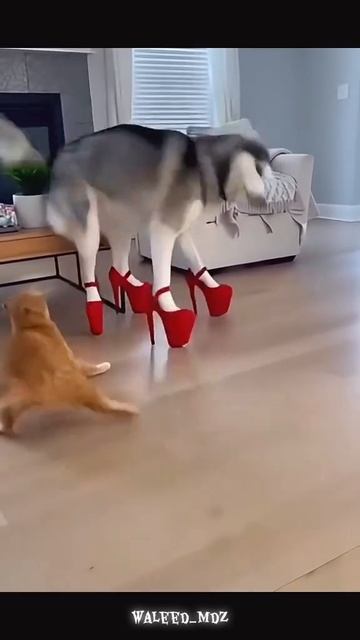 Коты смотреть онлайн
