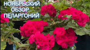 Ноябрьский обзор цветущих пеларгоний