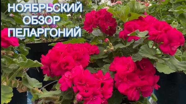 Ноябрьский обзор цветущих пеларгоний
