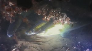 "О ЧЕМ МОЛЧАТ РЫБЫ" Рыбы Волго-Ахтубинской системы.