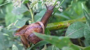 Упрямая улитка