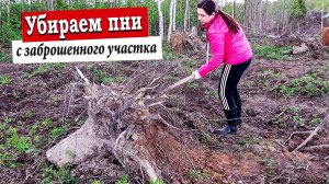 КУПИЛИ заброшенный УЧАСТОК ЗА 10 тысяч: убираем пни и корни