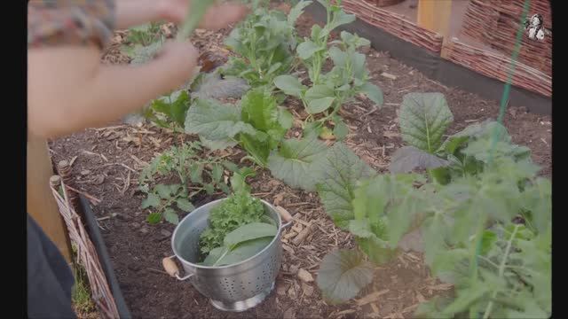 САДЫ ЯПОНИИ ОВОЩНОЙ САД В СЕЛЬСКОЙ МЕСТНОСТИ смотреть онлайн