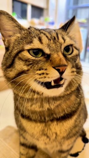 😂 ПЛОХОЕ КРЕСЛО 🙀 | ДАЙТЕ ПОКУШАТЬ 🤣 | ОЗВУЧКА ОТ ROMEO 🔥 | #говорящийкот #озвучка #угараю