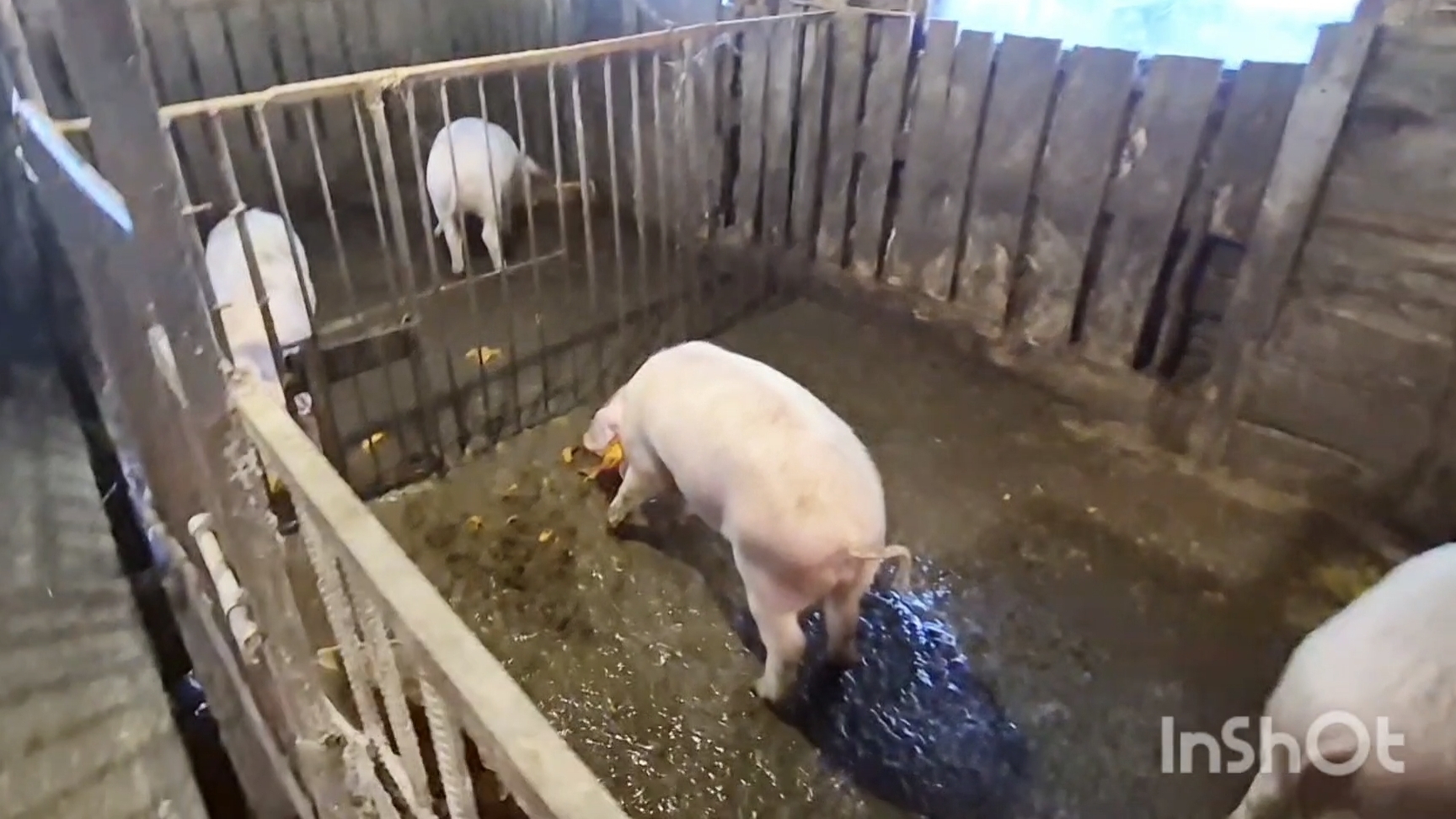 Как Держим свиней на Алтае,Простая жизнь семьи,Влог,Россия,Заринск смотреть онлайн