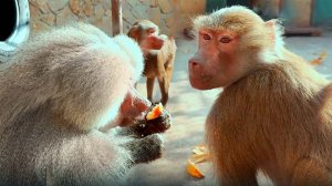 Елисей как СВИНка, но не факт что БЕСПЛОДЕН! Начинаем отсчет возможной БЕРЕМЕННОСТИ Люси и Лиды!