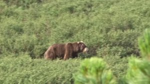 Новый хозяин Еуваяма.