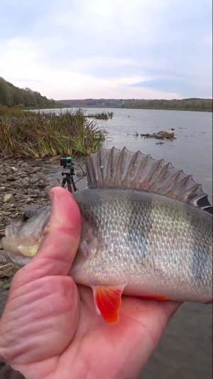 УХ, КАК ОН ПОТЯНУЛ.