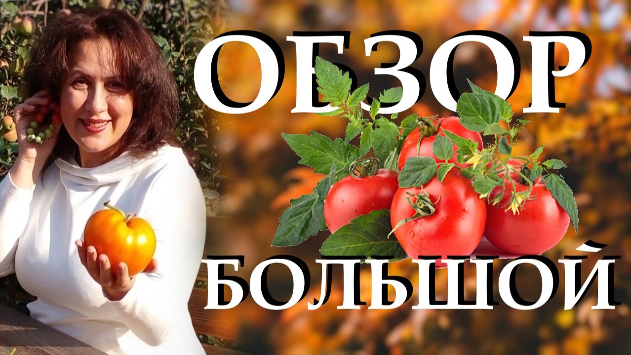 Мой большой обзор томатов, наверное таких помидоров я ещё не выращивала смотреть онлайн