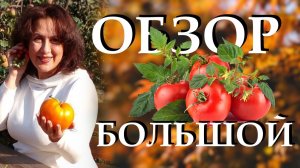 Мой большой обзор томатов, наверное таких помидоров я ещё не выращивала