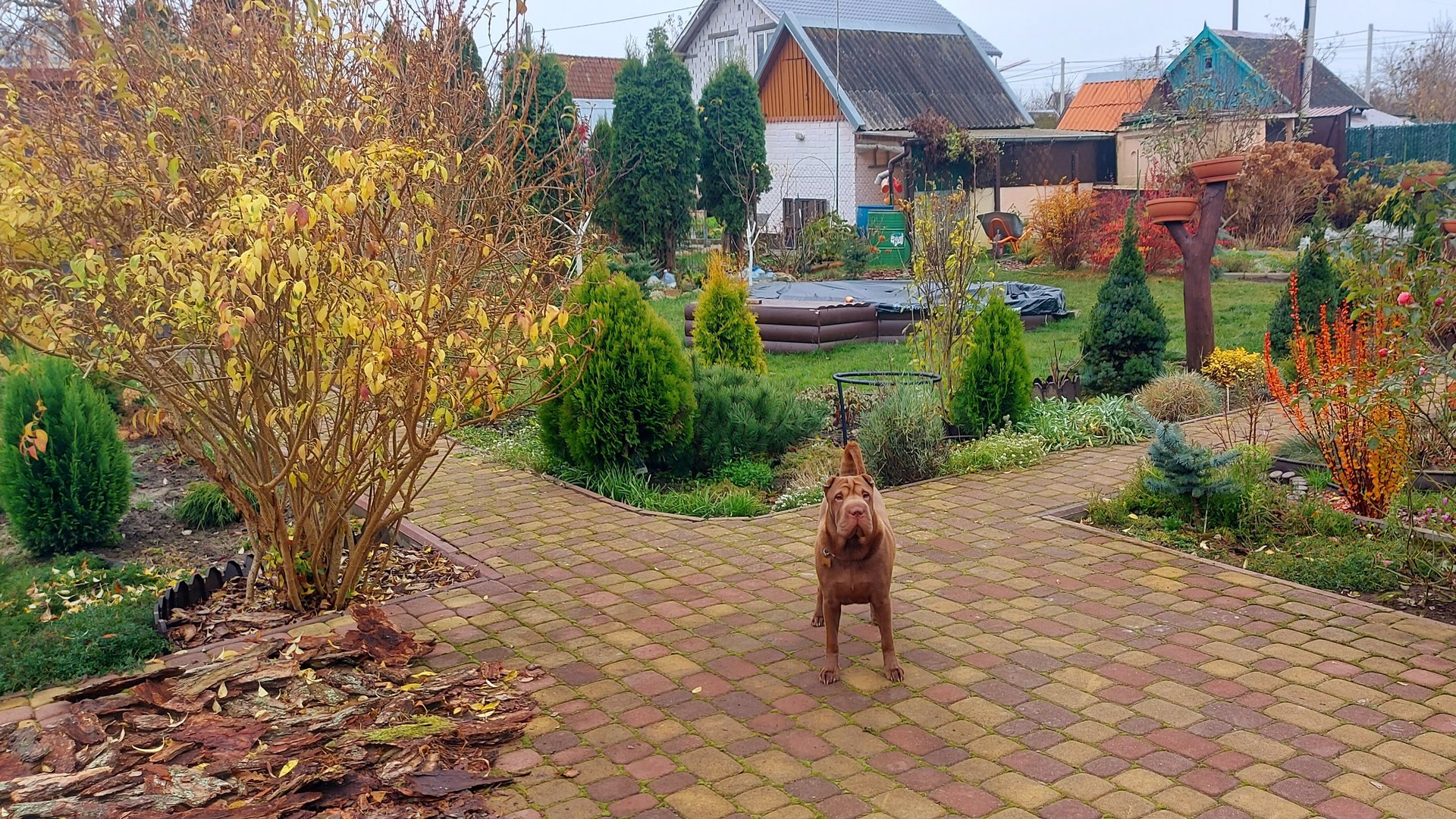 С Баськой на даче.Садовые будни ноября,часть 2.🍁🐕🦺🍂 смотреть онлайн