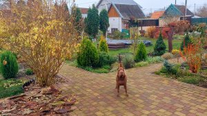 С Баськой на даче.Садовые будни ноября,часть 2.🍁🐕🦺🍂