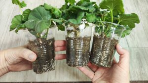 Мало кто знает этот метод - черенки герани зимой выращивают только таким способом