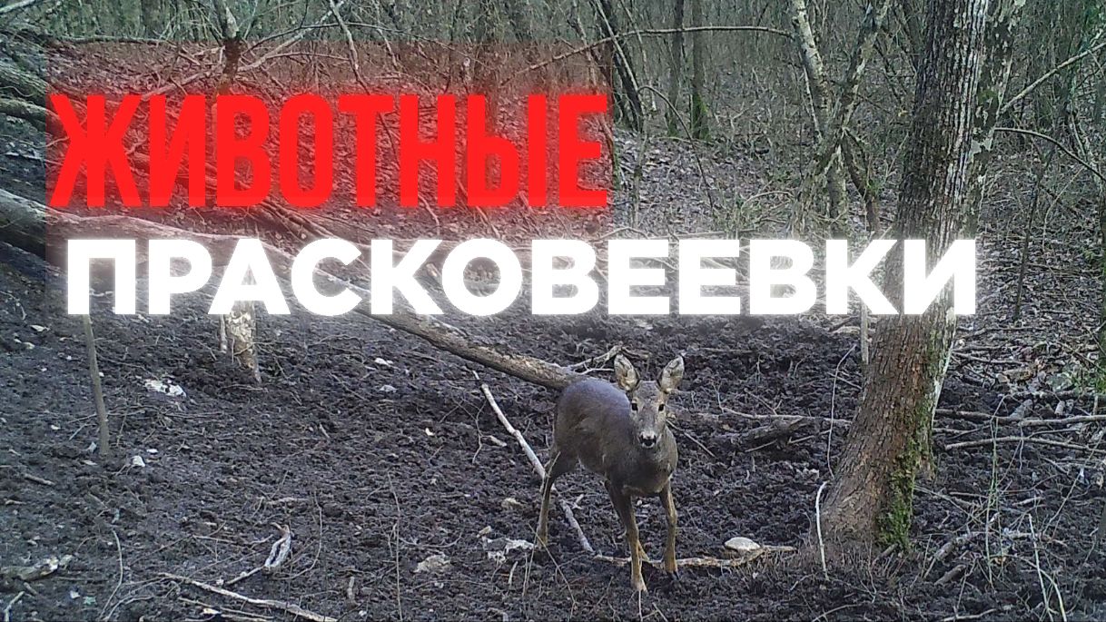 Лесные жители Прасковеевки. Еноты, Шакалы, Кабаны. смотреть онлайн