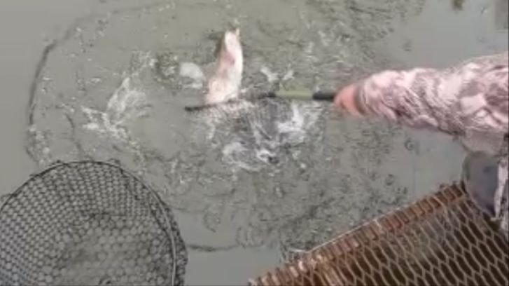 Продолжают работать приманки в ярких цветах. Спорт-зона. Клёвое место Лосиный остров. смотреть онлайн