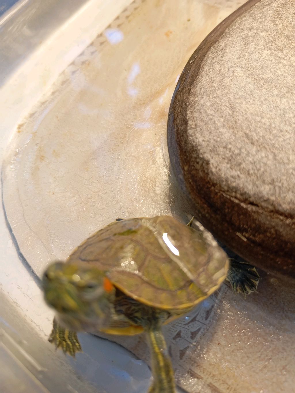 всё о красноухих черепахах смотреть онлайн