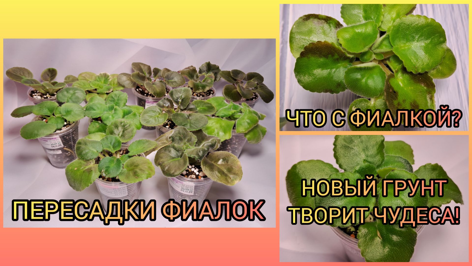 Новый грунт творит чудеса! Пересадки фиалок. Проблема с фиалкой. смотреть онлайн