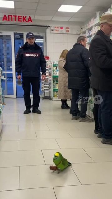 Я в Страсбургский суд подам! – дебошир-попугай устроил сцену в аптеке. смотреть онлайн