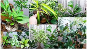 Фикусы — зелёные друзья, которые украсят любой уголок вашего дома. Моя небольшая коллекция .