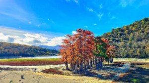 Кипарисовая роща в Сукко окрасилась багряными красками