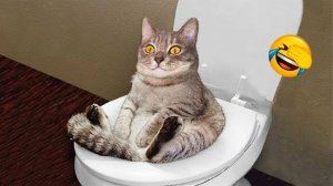 СМЕШНО ДО СЛЕЗ 😹😍 СМЕШНЫЕ КОТЫ, ЛУЧШИЕ ПРИКОЛЫ С КОТАМИ, КОШКИ, СОБАКИ , ЖИВОТНЫЕ
