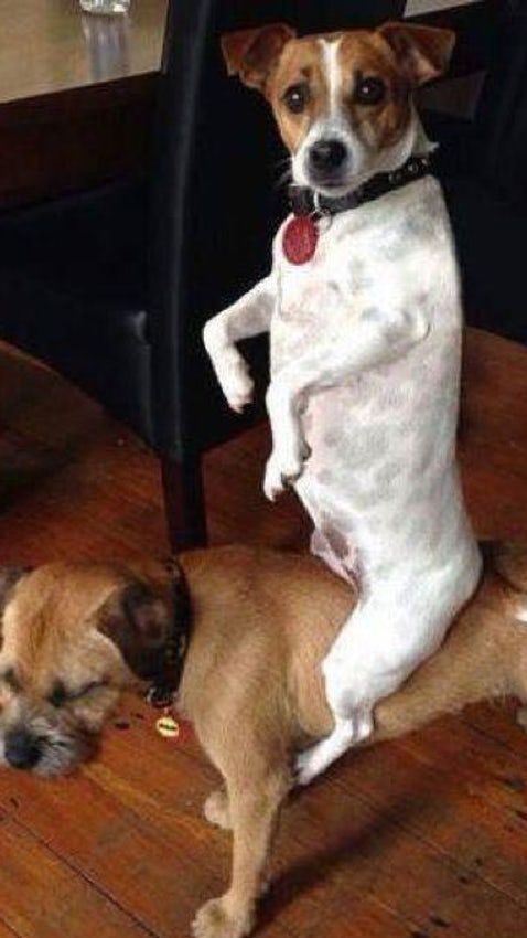 Великолепные псы. смотреть онлайн