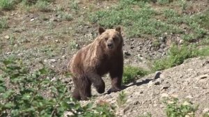 В окружении медведей.