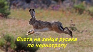 Охота на зайца русака по чернотропу в Сибири.