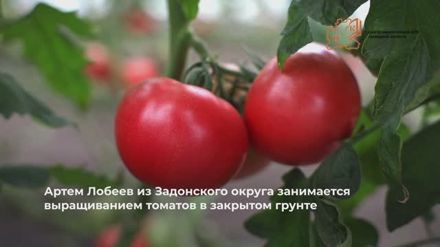 Артем Лобеев помидоры