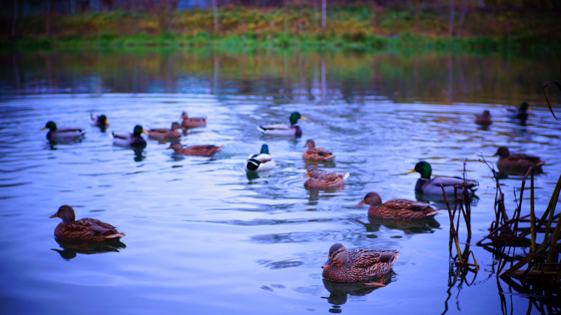 🦆🦆🦆 УТИНЫЙ РАЗГОВОР НА ПОВЫШЕННЫХ ТОНАХ! 🌞 ВСЕМ ДОБРОГО УТРА! смотреть онлайн