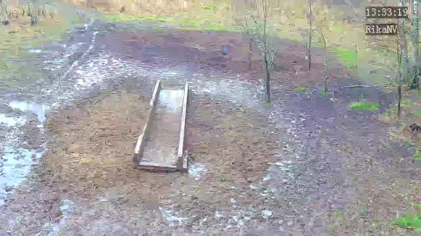 Онлайн трансляция из леса