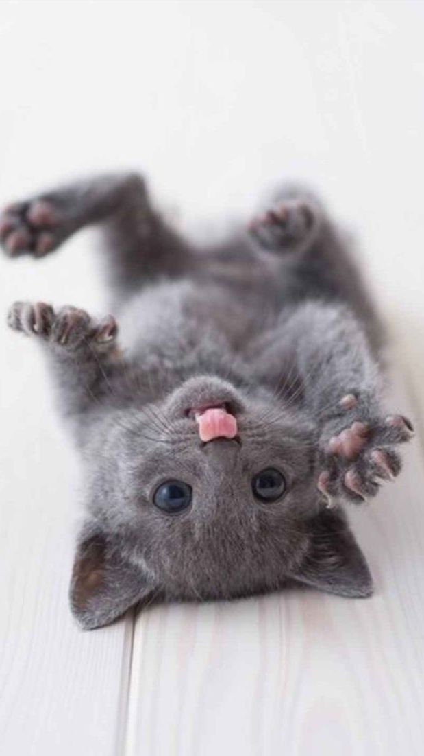 Котики. смотреть онлайн